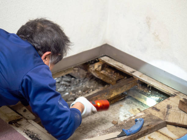 Best Health and Safety Mold Remediation in Drain, OR