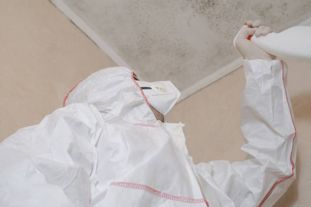 Best White Mold Remediation in Drain, OR