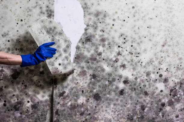 Best Attic Mold Remediation in Drain, OR