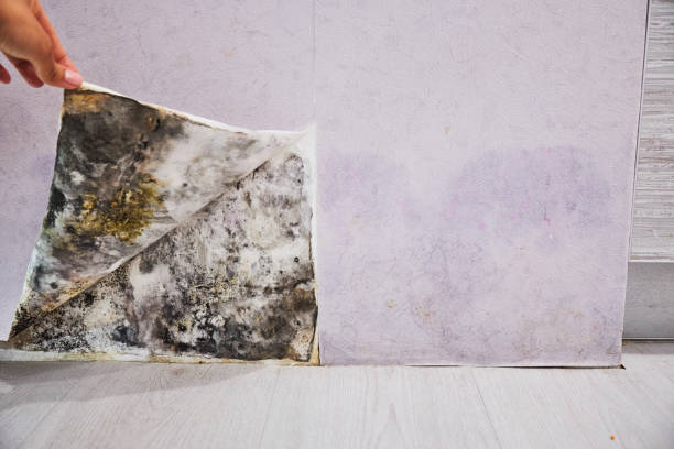 Best Basement Mold Remediation in Drain, OR